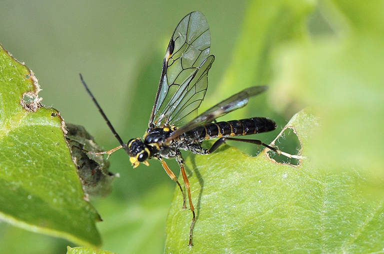 strano sinfite da determinare: Tenthredopsis sp.